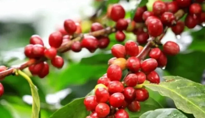 ASN Ceará - Agência Sebrae de Notícias