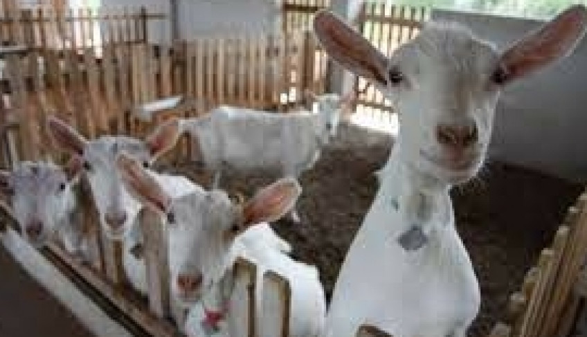 ASN Ceará - Agência Sebrae de Notícias