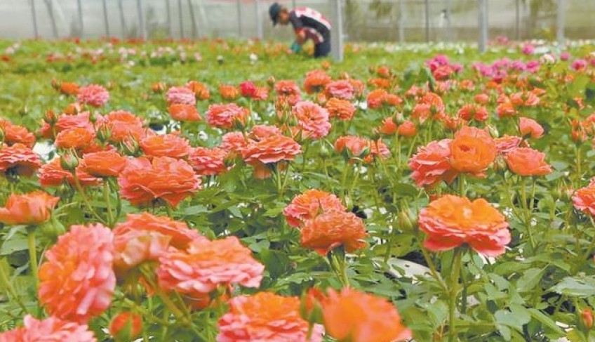 ASN Ceará - Agência Sebrae de Notícias