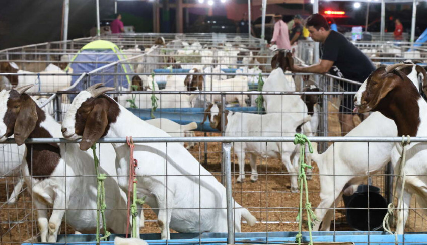 ASN Ceará - Agência Sebrae de Notícias