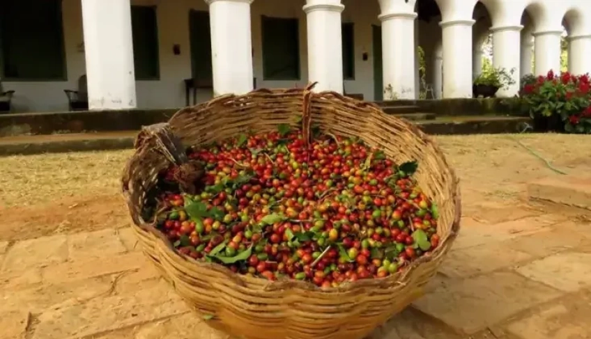 ASN Ceará - Agência Sebrae de Notícias